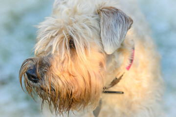 close up of a soft coated wheaten terrier in the snow