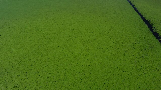 Green nature background. Aerial view of wetlands in Skadar lake. Boat road between by green lily pads, water chestnut, trap, moss covering the water national park, summer in Montenegro, drone shot
