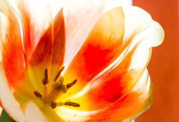 Fototapeta na wymiar Open bud, petals, pistil, stamen of an orange yellow red beautiful bright tulip from inside. Floral wallpaper, greeting postcard. Macro photo of bulbous plant in full bloom. Spring flower in sunlight.