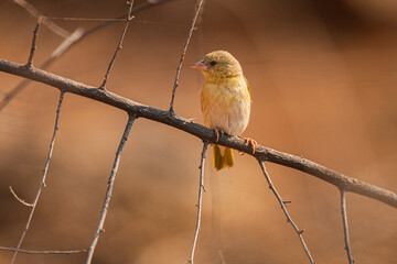 Lesser Masked Weaver (Ploceus intermedius); female perched on branch of a tree, northern Namibia