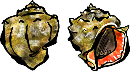 アカニシガイ（赤西貝）の手書きイラスト（筆書き水彩墨絵風）