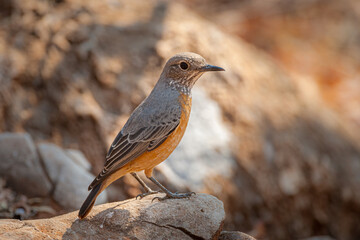 Short-toed rock thrush (Monticola brevipes) female perched on stone