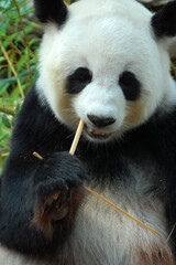 panda eating bamboo in the zoo