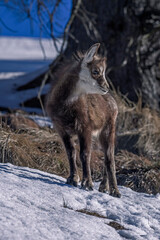 Alpine chamois cub (Rupicapra rupicapra) standing in the snow and looking down to the valley on a winter morning in woodland, Italian Alps.