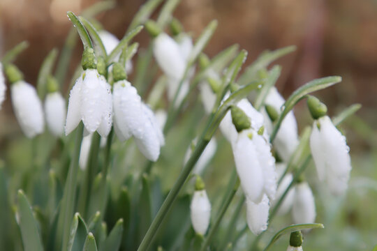perce neige