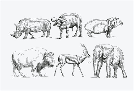 Hand-drawn vectos black and white sketch set of wild animals from Africa. Savanna, Jungle. Hippo, rhino, buffalo, bison, deer, antelope; elephant . illustrations 