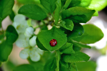 red ladybug with black dots isolated on green leaves of blooming raspberry, macro