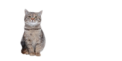 Beautiful funny Kitten. Cat on a white background. Cat posing at camera. Close up portrait of a...