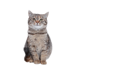 Beautiful funny Kitten. Cat on a white background. Cat posing at camera. Close up portrait of a cute Kitten. Web banner with copy space. Pet. Empty space for text.  