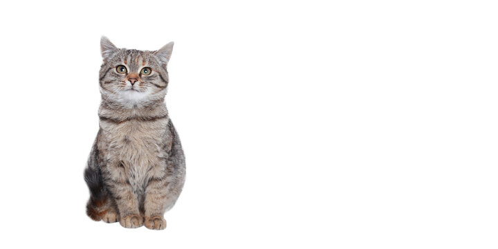 Beautiful funny Kitten. Cat on a white background. Cat posing at camera. Close up portrait of a cute Kitten. Web banner with copy space. Pet. Empty space for text.  