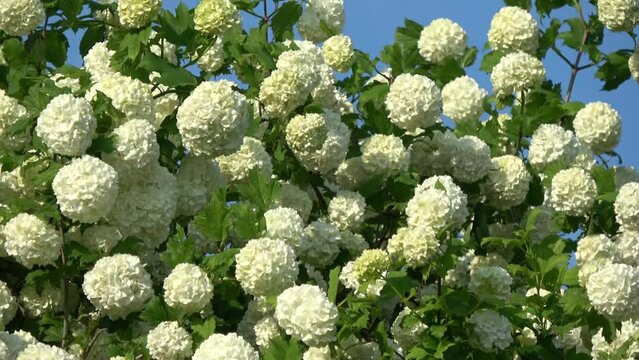 Summer flowering viburnum guilder rose white blossoms in wind

