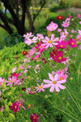 Fototapeta premium Amazing Various Shades of Pink Garden Cosmos Flowers Blossoming in the Field