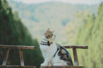 travel in autumn with scottish cat with tree and mountain background