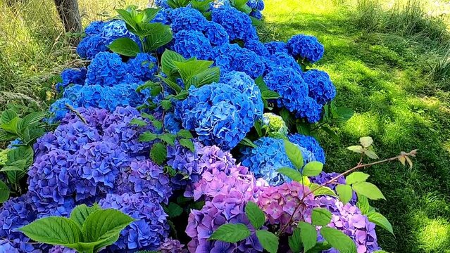 Walking along wonderful blue and purple hortensia hedge in the sunny garden. Hydrangea macrophylla flowers.Ornamental shrubs in full bloom.
