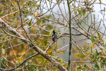 Obraz premium Heart-spotted woodpecker (Hemicircus canente) at Thattekkad Bird Sanctuary, Kerala, India