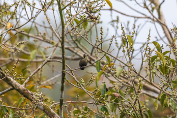 Heart-spotted woodpecker (Hemicircus canente) at Thattekkad Bird Sanctuary, Kerala, India