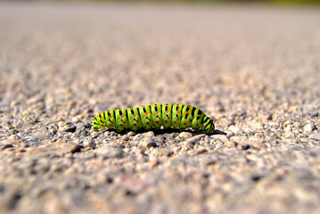 Yellow swallowtail caterpillar. Intense color larva