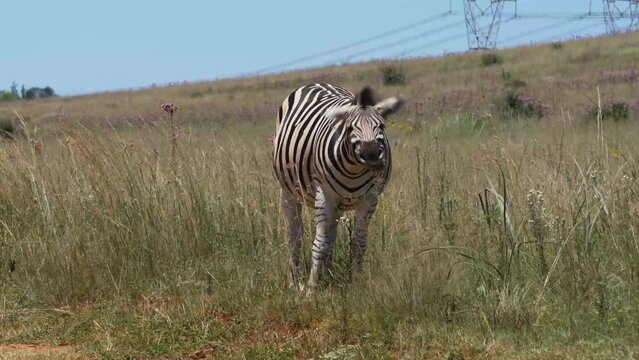 Zebra shaking its head in the bush veld in the midday sun to keep the flies away from its ears and to try a cool down.