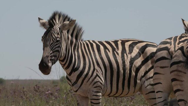 A 4k Video of a Zebra standing in the midday sun with Muscles twitching to keep flies and bugs off of its pelt and fur, Taken in its natural habitat in a game reserve in South Africa during a Safari D