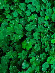 Four leaf clover