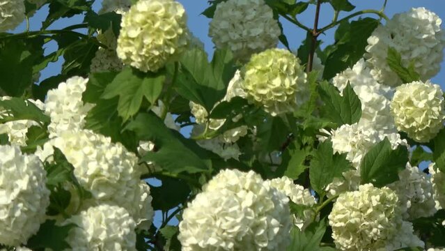 Flowering viburnum guilder rose white blossoms in wind