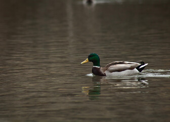 ducks swim in the autumn pond