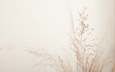 dry plants on a beige background with an empty space for text
