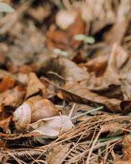 close up of leaves and snail