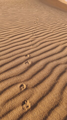 tracks of a desert fox in sand