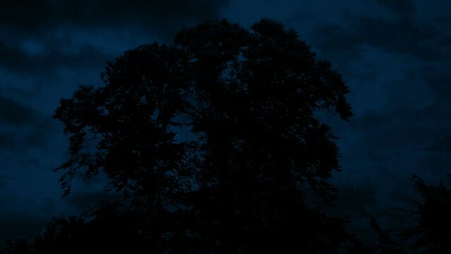Lightning Stikes Light Up Tree Silhouette At Night
