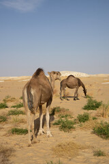 two camels in the white desert in egypt