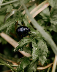 bug on a leaf