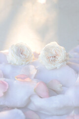 white  rose petals