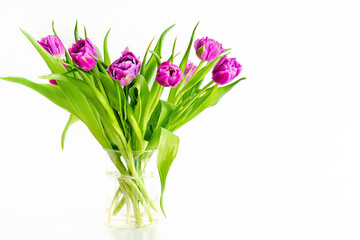 Violet purple tulips colorful bouquet in vase. Beautiful tenderness flowers composition macro close up. Spring floral romantic gift card isolated background. Flower shop and florist design concept