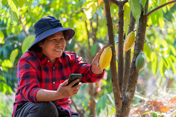 Asian female farmer using mobile phone recording the growth of cocoa fruit on the cacao plant in the field with a happy smile.