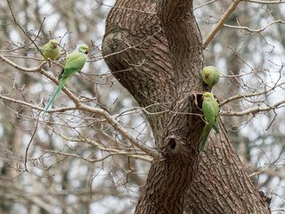 Ring Necked Parakeet by a Nest Hole