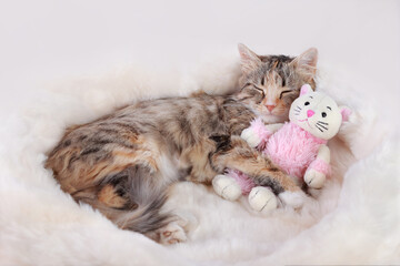 Cat on pet bed at home. Comfortable pet sleep at cozy home. Cat sleep on white soft blanket. Kitten rests and hugs the toy pink kitten. Kitten rests on light fur. Valentine's Day. Postcard.