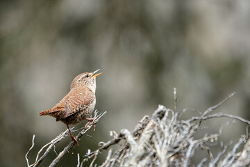 Zaunkönig (Troglodytes troglodytes)