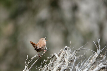 Zaunkönig (Troglodytes troglodytes)
