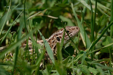 Zauneidechse (Lacerta agilis)