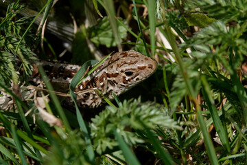 Zauneidechse (Lacerta agilis)