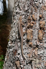 Zauneidechse (Lacerta agilis)