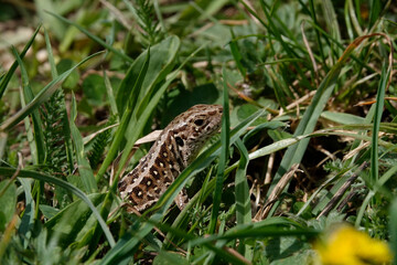 Zauneidechse (Lacerta agilis)