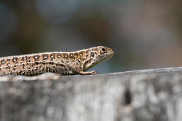 Zauneidechse (Lacerta agilis)