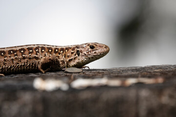 Zauneidechse (Lacerta agilis)