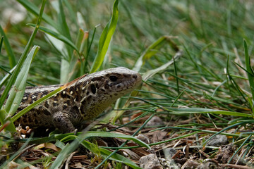 Zauneidechse (Lacerta agilis)