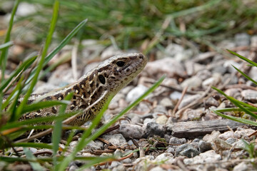 Zauneidechse (Lacerta agilis)