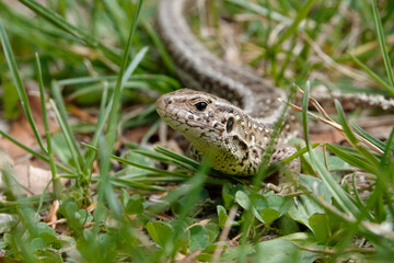 Zauneidechse (Lacerta agilis)