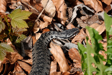 Kreuzotter (Vipera berus)