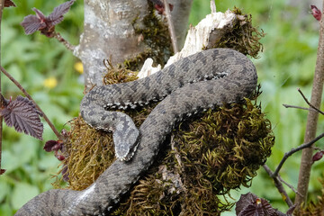 Kreuzotter (Vipera berus)